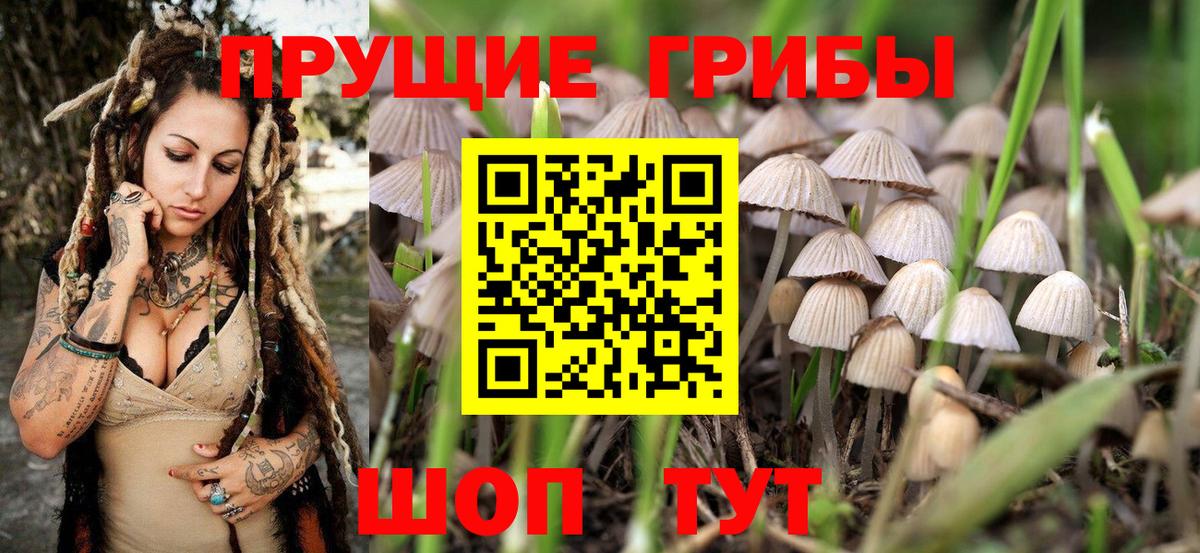 Псилоцибиновые грибы Cubensis  Вход с VPN  купить закладку  Псилоцибиновые грибы Magic Shrooms  Павлово 